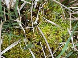 Sphagnum denticulatum Bridel 1826的圖片