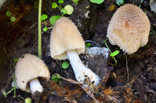 Coprinellus domesticus (Bolton) Vilgalys, Hopple & Jacq. Johnson 2001的圖片