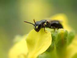 Image de Hylaeus pictipes Nylander 1852