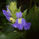 Image de Calacanthus grandiflorus (Dalz.) Radlk.