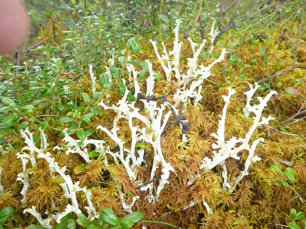 Image of Curled Snow Lichen