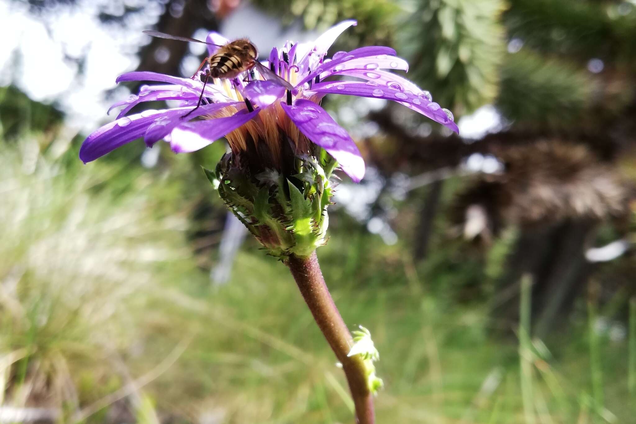 Image of Perezia pedicularidifolia Less.