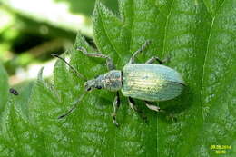 Image of Phyllobius (Metaphyllobius) pomaceus Gyllenhal 1834