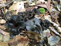 Image of Craterellus venosus R. H. Petersen 1975