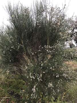 Image of striated broom