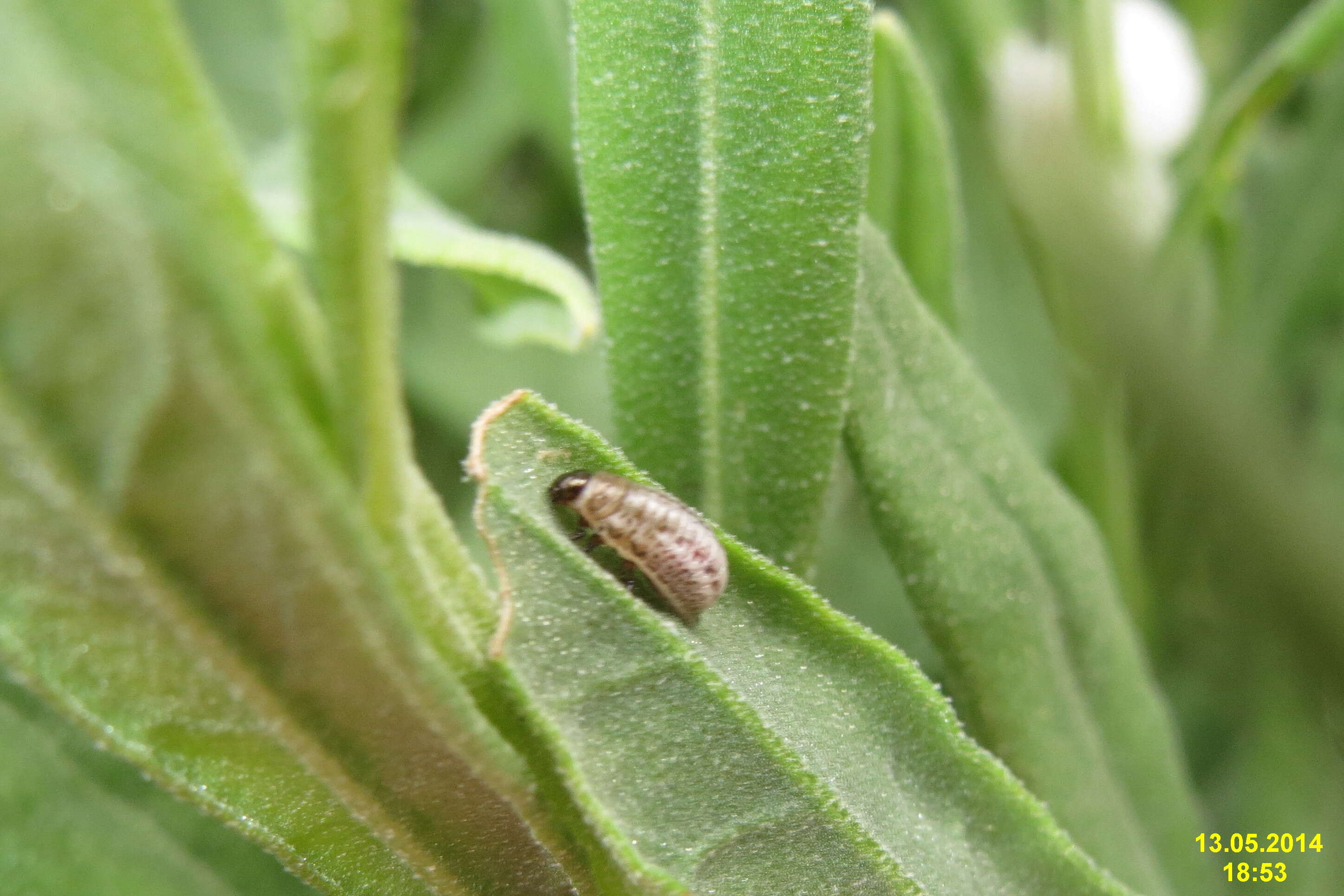 Image of Chrysolina americana