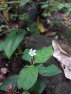 Image of Spigelia carnosa Standl. & Steyerm.