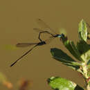 Image of Acanthagrion aepiolum Tennessen 2004