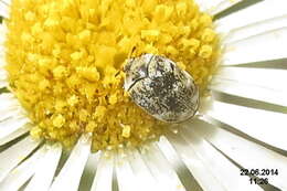 Image of Latin American Fleabane