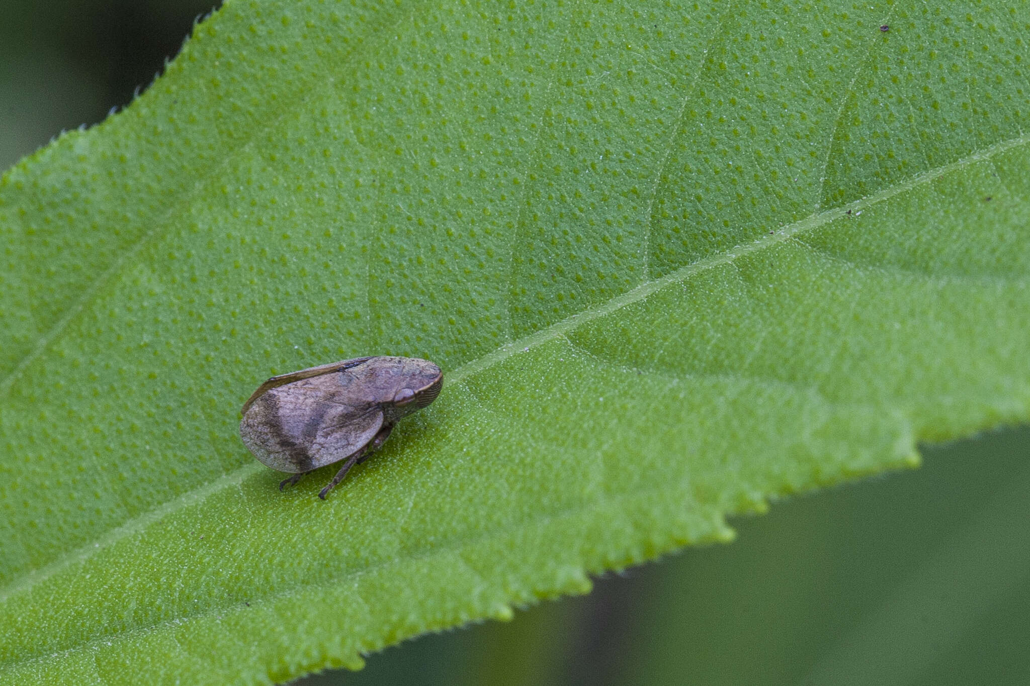 Image of Leafhopper