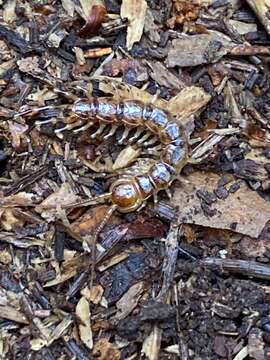 Plancia ëd Lithobius variegatus Leach 1814