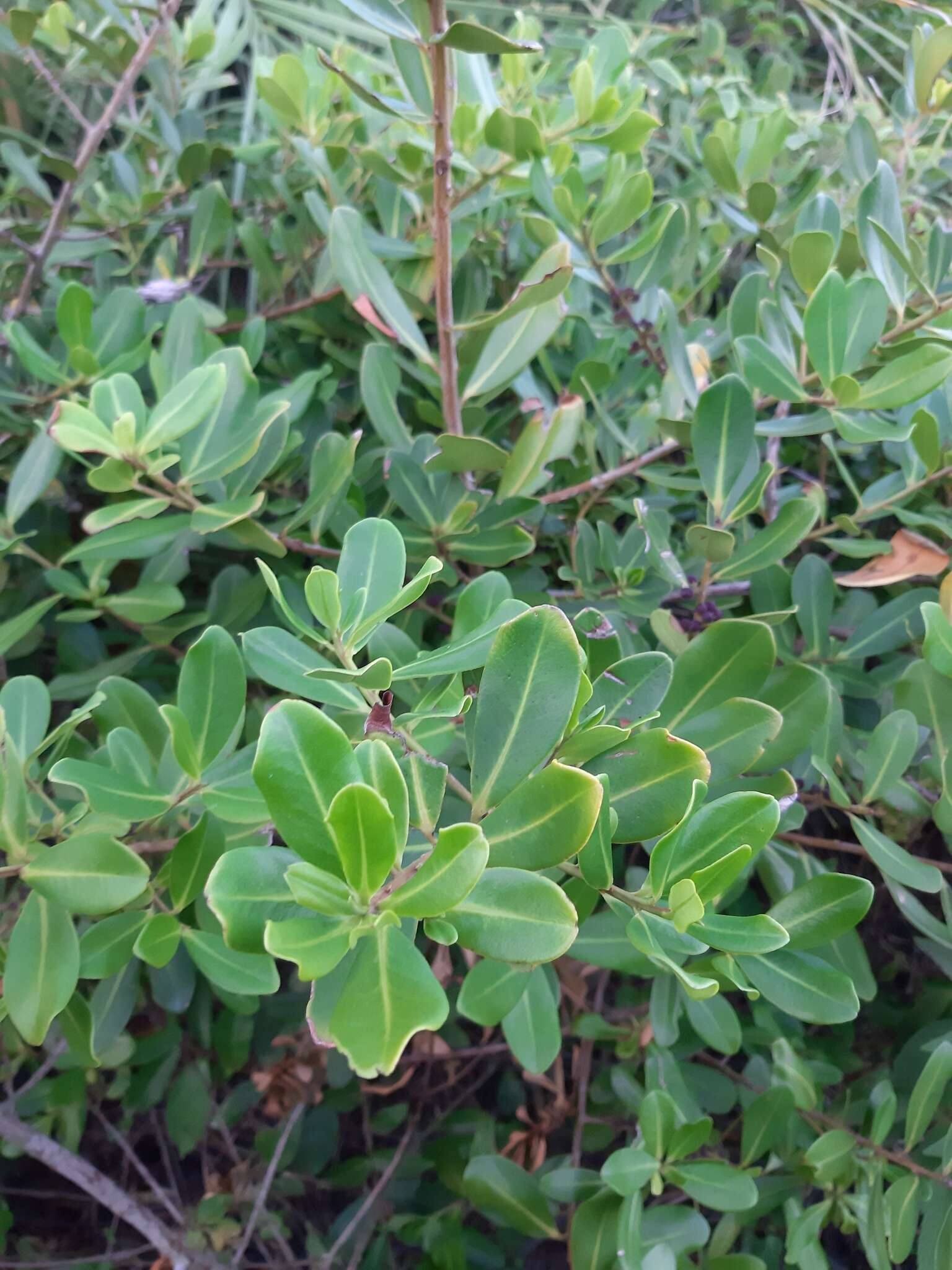 Myrsine parvifolia A. DC. resmi