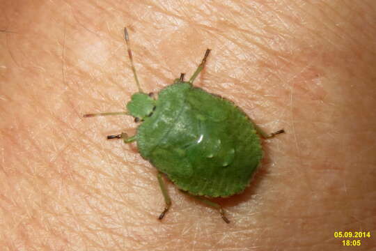 Image of Green shield bug