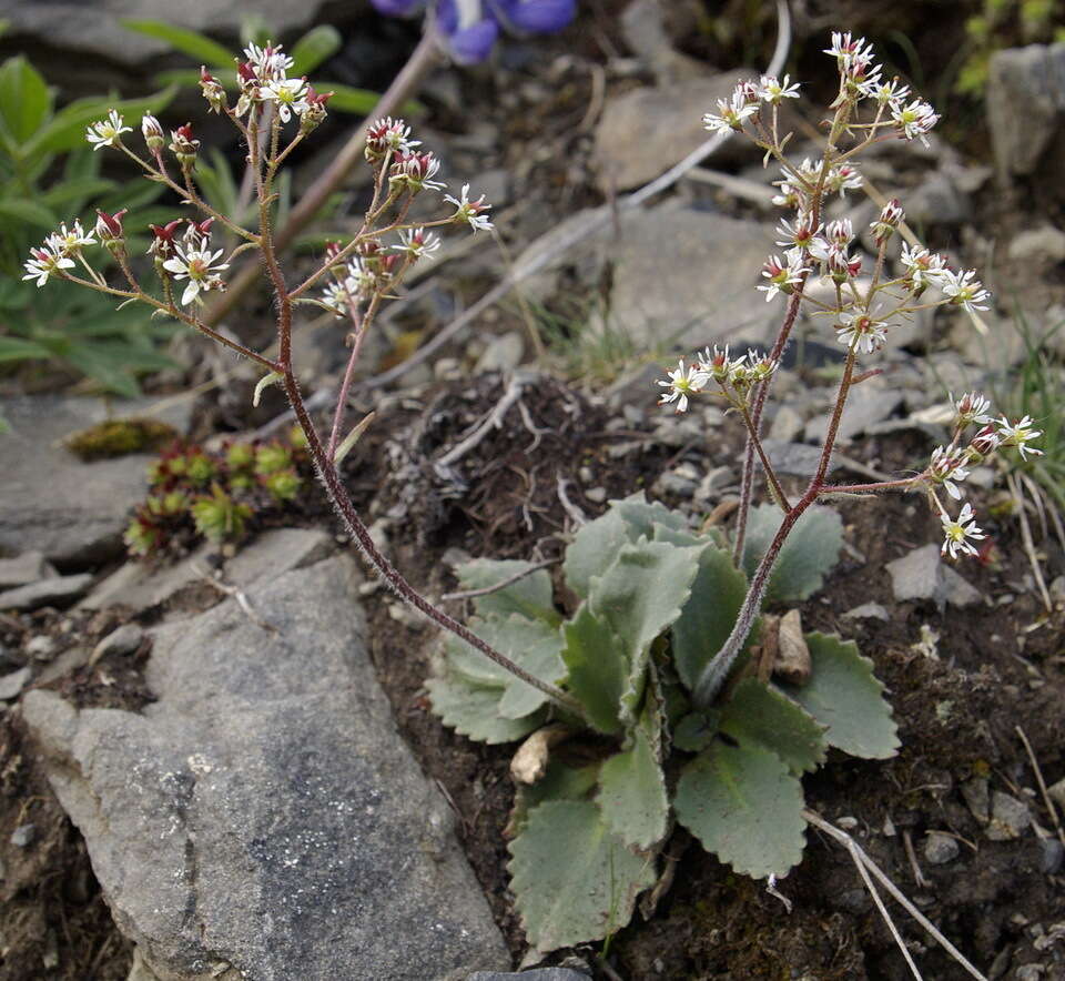 Plancia ëd Micranthes reflexa (Hook.) Small