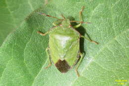 Image of Green shield bug