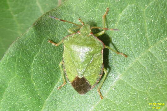 Image of Green shield bug