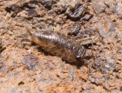 Ligia oceanica (Linnaeus 1767) resmi