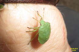 Image of Green shield bug