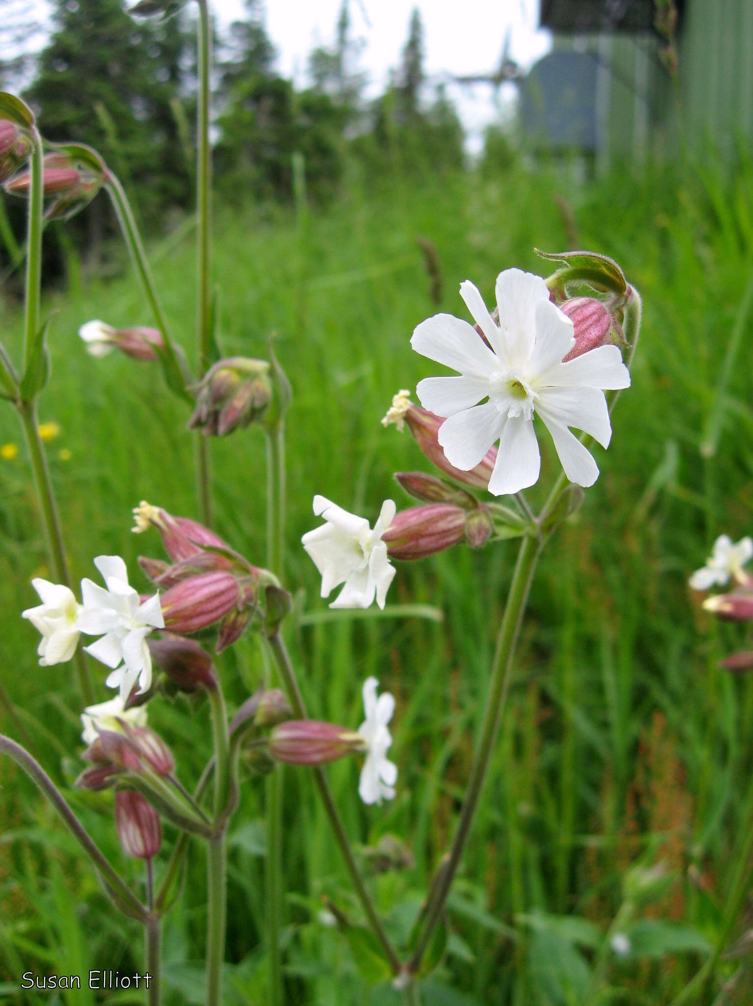 Imagem de Silene latifolia Poir.