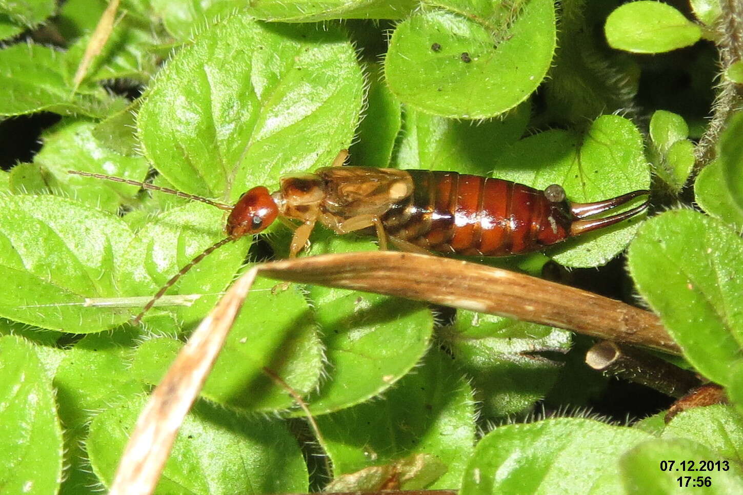 Image of earwigs