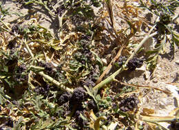 Image of Creeping Watercress