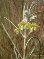 Sivun Gomphocarpus tomentosus subsp. tomentosus kuva