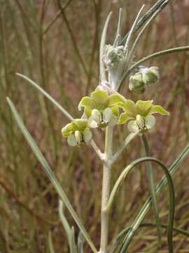 Image of Gomphocarpus tomentosus Burch.