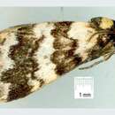 Image of Habrophyes xuthosoma Turner 1909