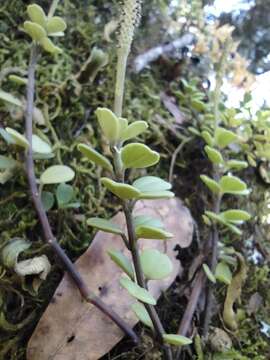 Image of Peperomia berlandieri Miq.