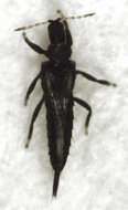 Image of Cuban Laurel Thrips