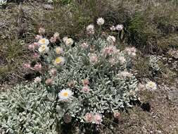 Слика од Leucochrysum alpinum (F. Müll.) R. J. Dennis & N. G. Walsh