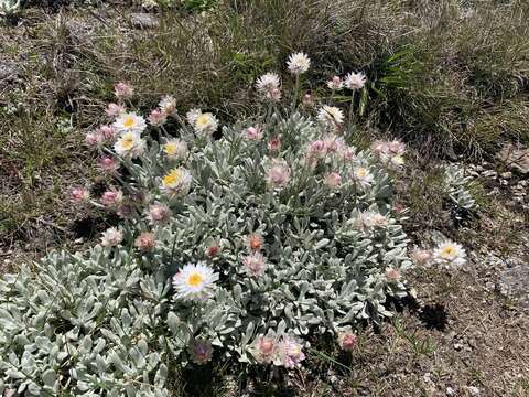 Image of Leucochrysum alpinum (F. Müll.) R. J. Dennis & N. G. Walsh