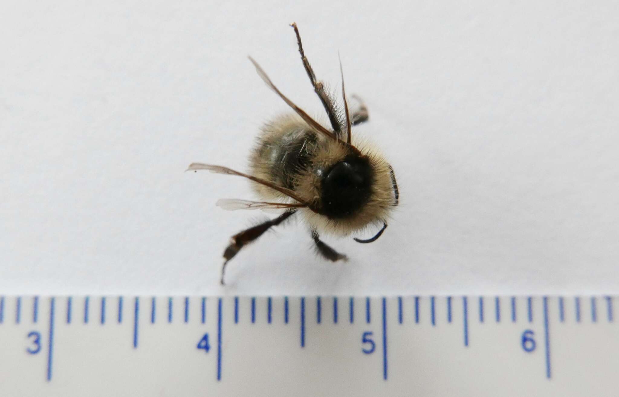 Image of Frigid Bumble Bee