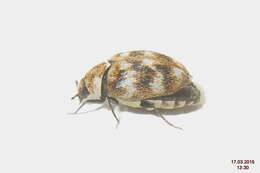 Anthrenus verbasci (Linnaeus 1767) resmi