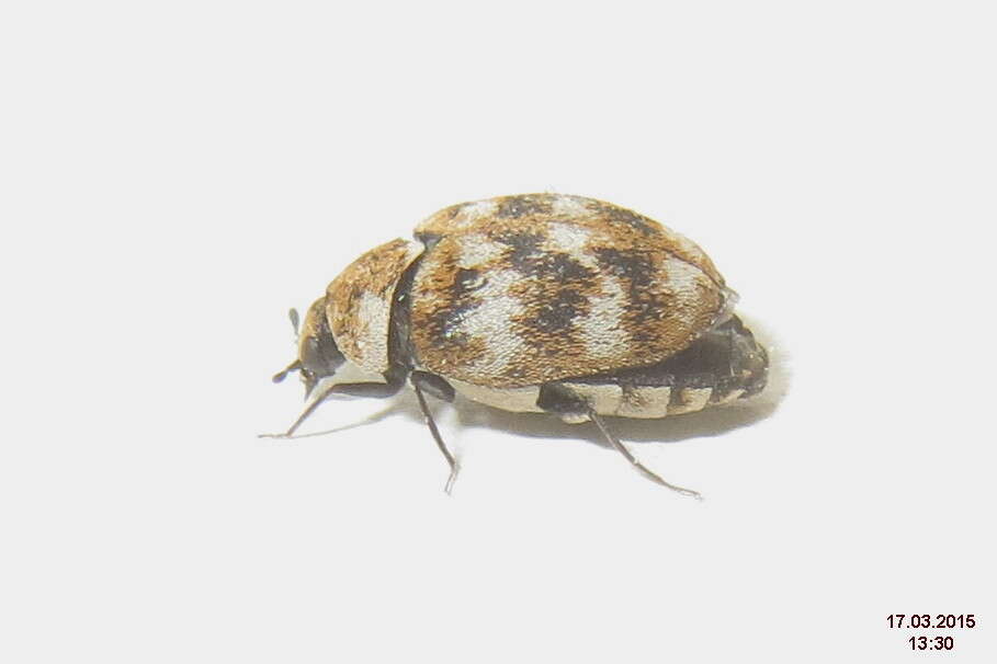 Image of Sacramento Anthicid Beetle