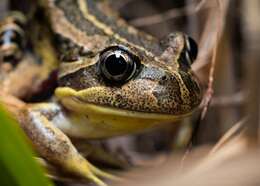 Image of Banjo Frog