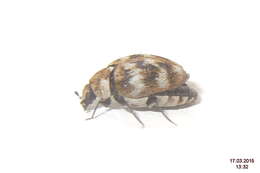 Anthrenus verbasci (Linnaeus 1767) resmi