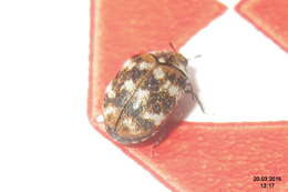 Image of Sacramento Anthicid Beetle