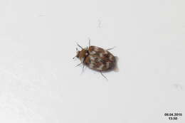 Image of Sacramento Anthicid Beetle