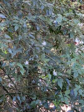 Imagem de Clematis parviloba Gardn. & Champ.