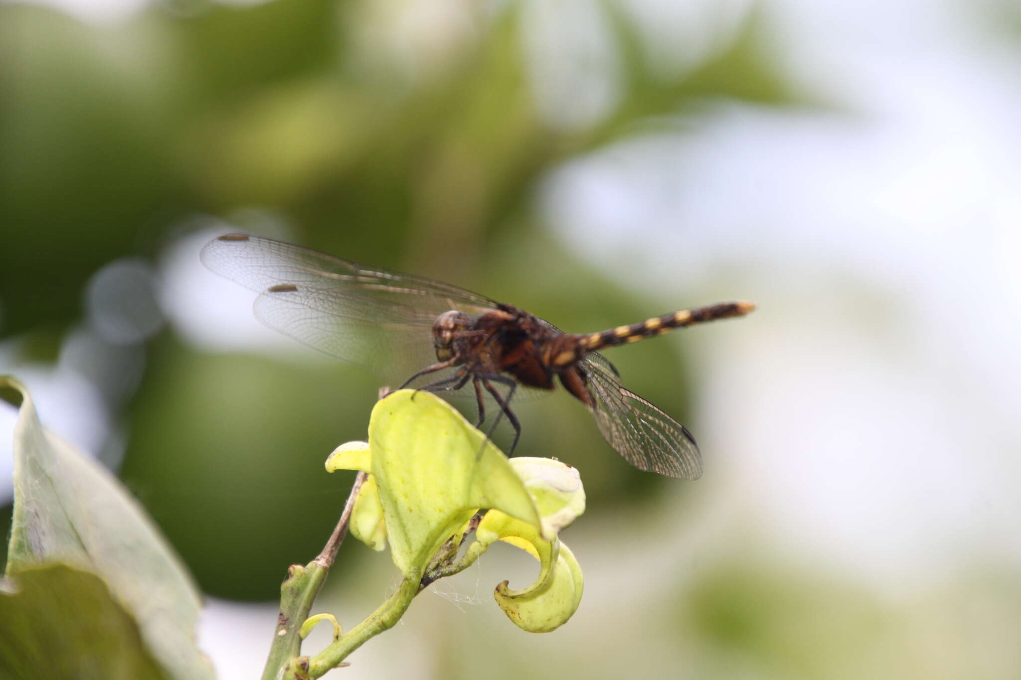 Image of Black Pondhawk