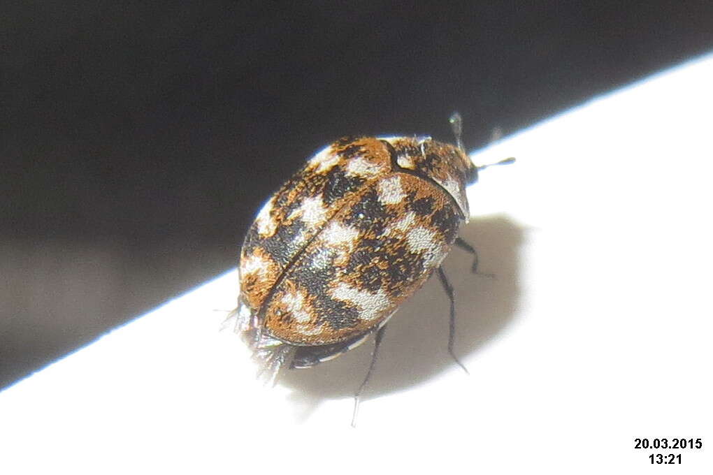 Image of Sacramento Anthicid Beetle