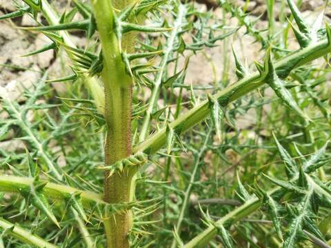 Image of Echinops spinosissimus subsp. neumayeri (Vis.) Kozuharov