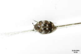 Image of Sacramento Anthicid Beetle