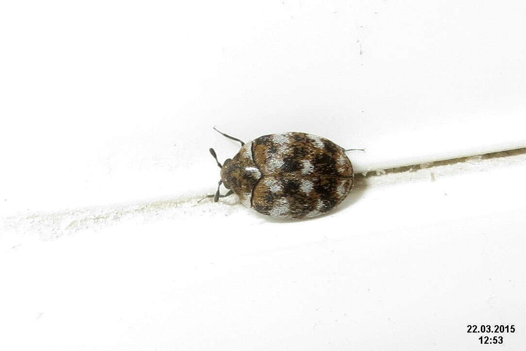 Image of Sacramento Anthicid Beetle