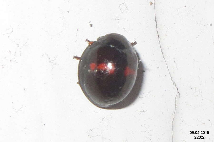 Image of heather ladybird