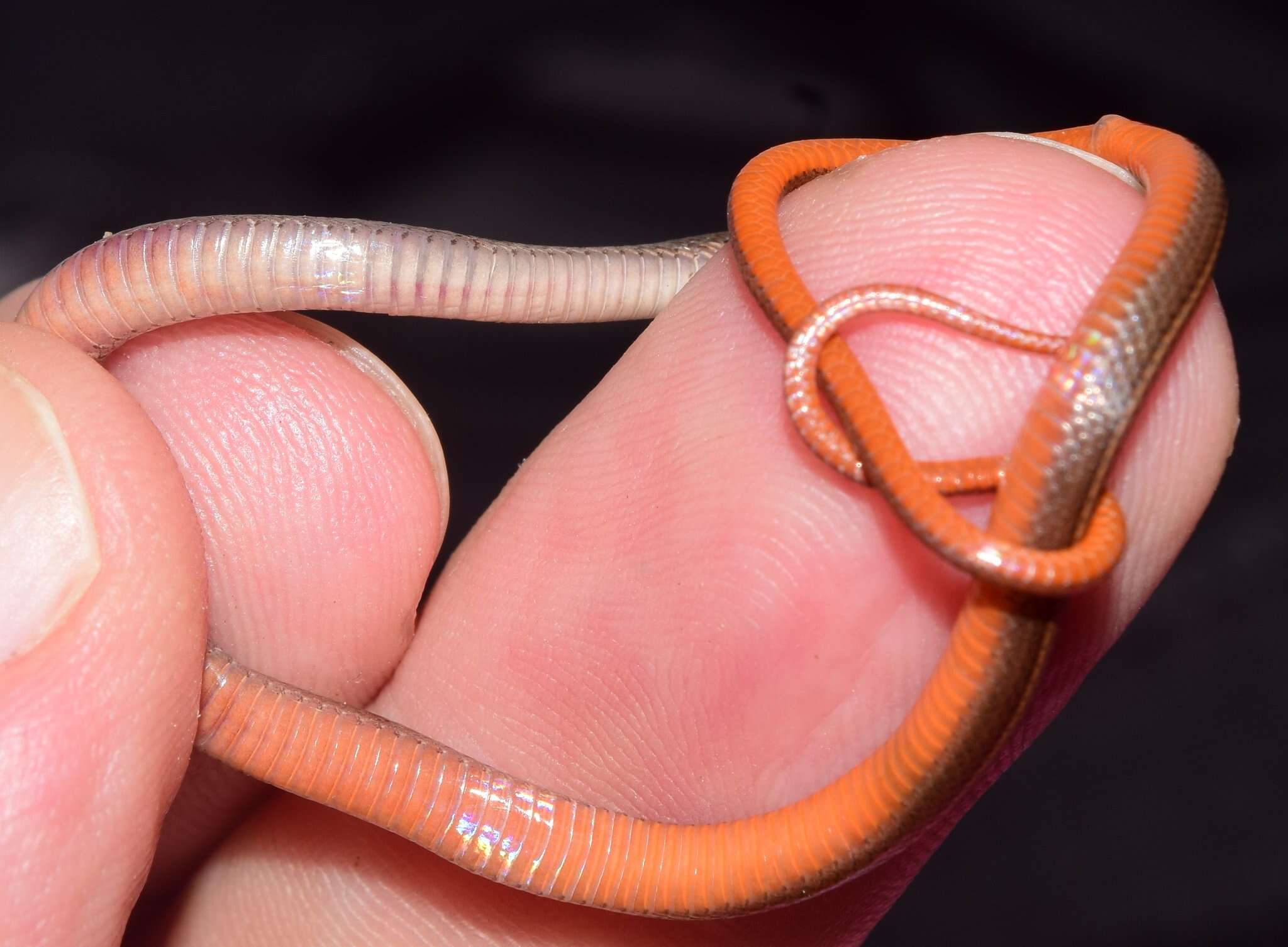 Image of Western Graceful Brown Snake