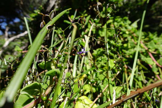 Image of Dianella brevicaulis (Ostenf.) G. W. Carr & P. F. Horsfall