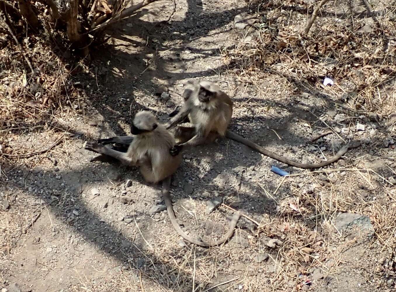 Image of Dussumier's Malabar Langur