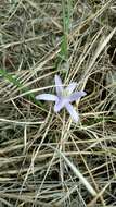 Image of blue funnel lily